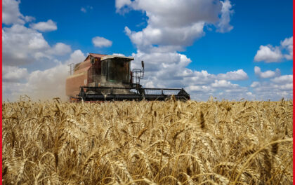 Campo di grano durante la mietitura