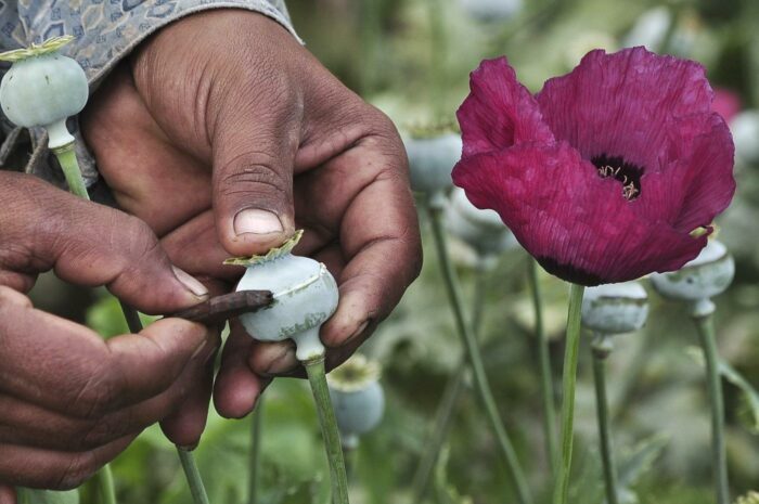 I talebani bandiscono l'oppio dall'Afghanistan